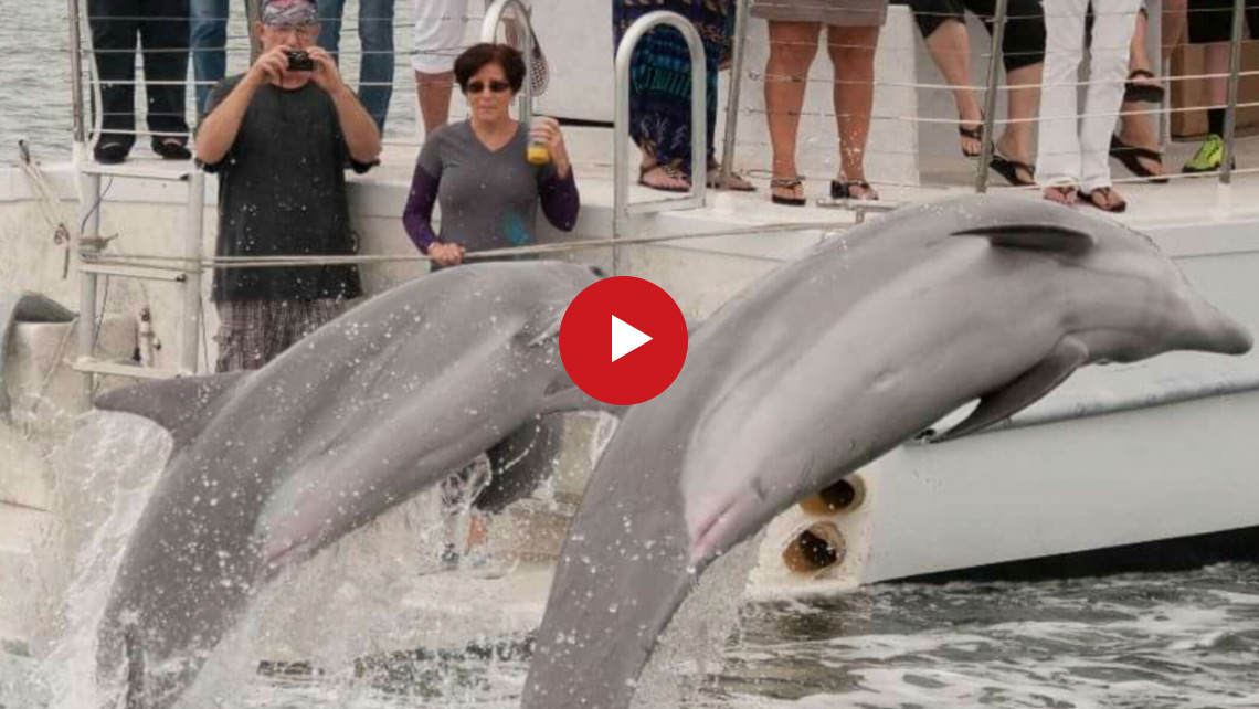 dolphin tours near tampa